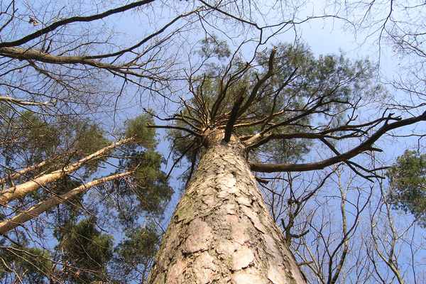 photo 1124 (01 April 2004)