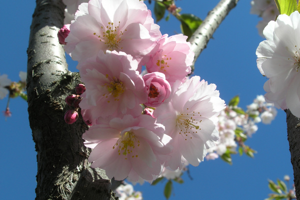 photo 1236 (11 April 2004)