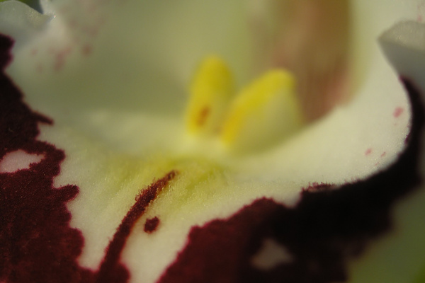 photo 648 (19 February 2004)