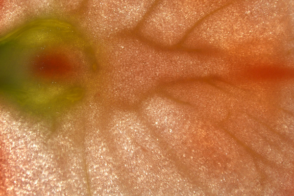 photo 1812 (10 July 2004)