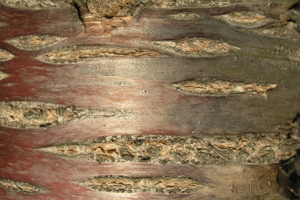 photo 1006 (18 March 2004)