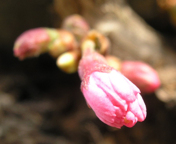 photo 1009 (18 March 2004)