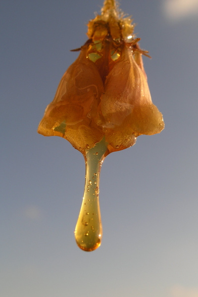 photo 1468 (16 May 2004)