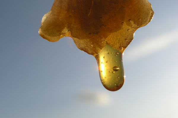 photo 1477 (16 May 2004)