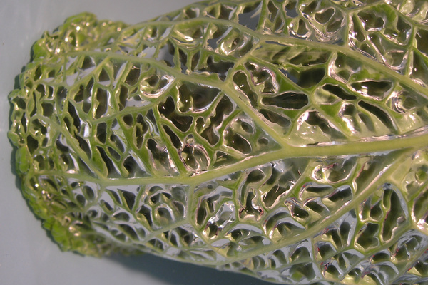 photo 2172 (27 September 2004)